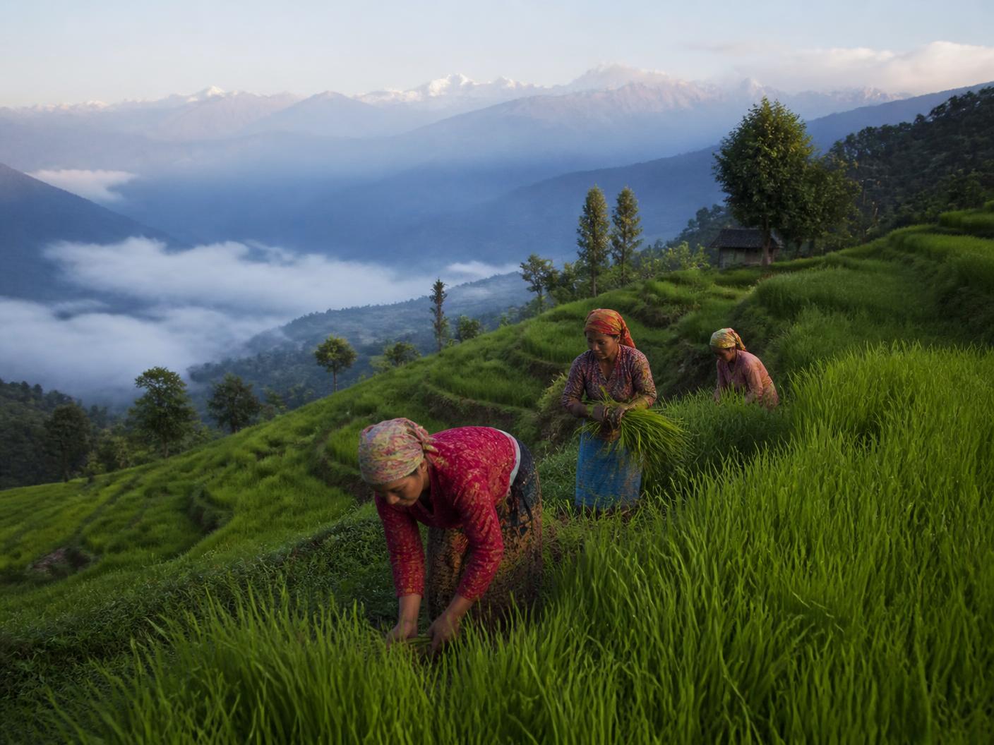 An integrated commercial platform for Nepal-origin products